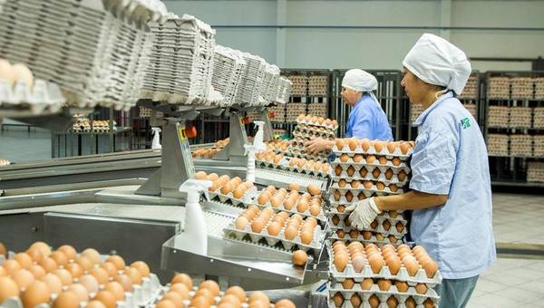 Las Tacuaras: Más de 1 millón de gallinas, protagonistas de una gran industria