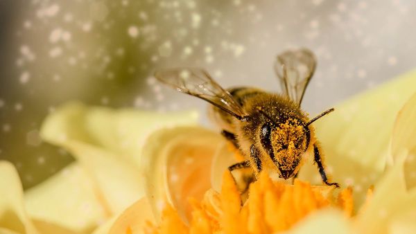 Abejas son entrenadas para detectar el Covid-19