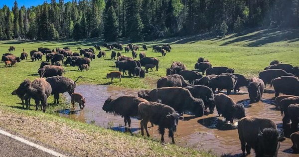La Nación / EEUU: más de 45.000 candidatos para matar 12 bisontes