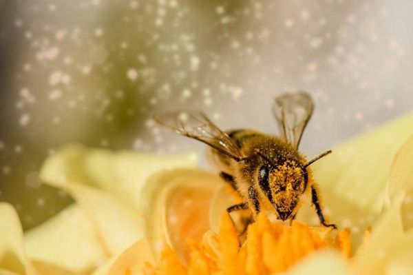 Abejas son entrenadas para detectar el Covid-19