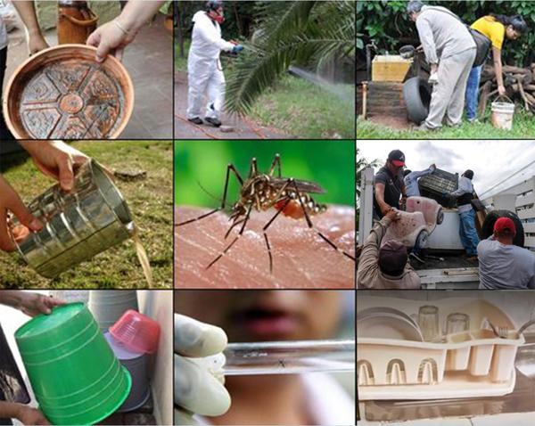 Inactivan criaderos del Aedes aegypti, a nivel país – Prensa 5