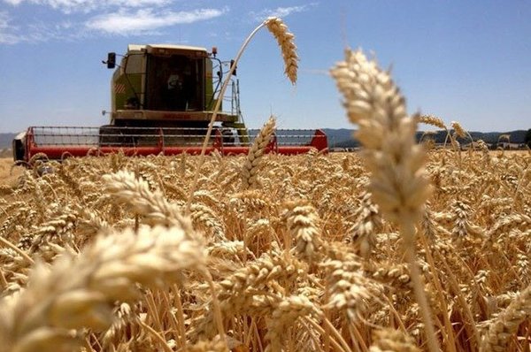 Inició oficialmente la siembra de trigo 2021