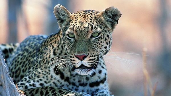 Pánico en China por huida de leopardos de un parque