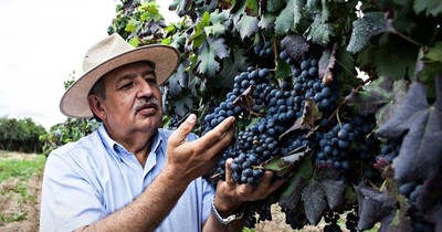 La Nación / Vinos de altura: viñedo boliviano a 2 mil metros sobre el nivel del mar