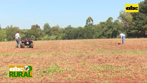 ABC Rural: Muestreo de suelo en agricultura de precisión - ABC Rural - ABC Color