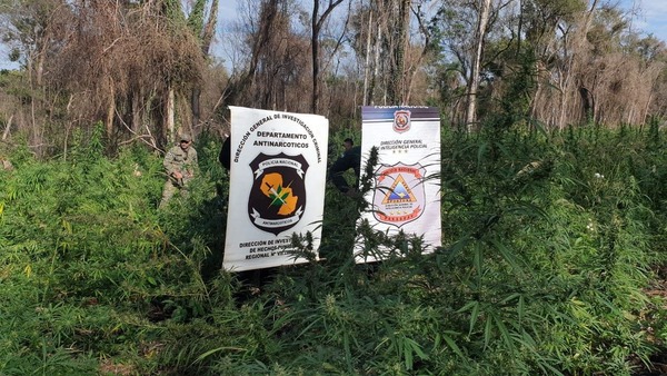 DESTRUCCIÓN Y QUEMA DE MARIHUANA EN ETAPA DE COSECHA EN PLENA RESERVA SAN RAFAEL