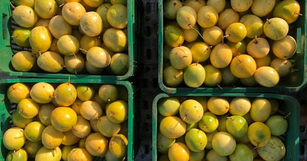 La Nación / Unos 18.000 kilos de mburucuyá producidos en Caazapá fueron comercializados