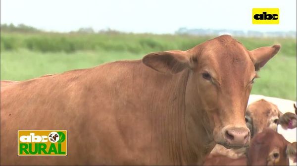 ABC Rural: Criterios de selección genética para lograr Brangus definidos - ABC Rural - ABC Color