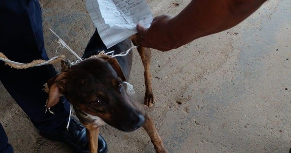 La Nación / Tras el “narcogato”, detienen a “perro cartero” en cárcel de Panamá