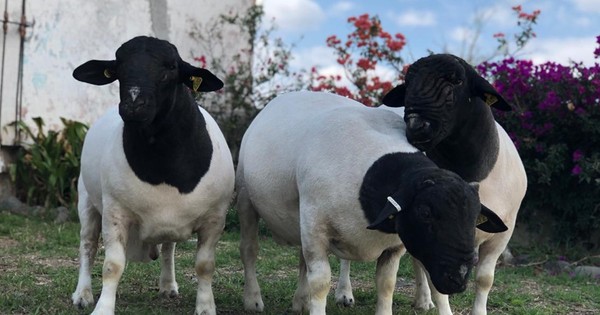 La Nación / Realizan el cuarto envío de ganado ovino en pie de la raza dorper a la Argentina