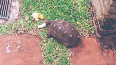Familia busca a tortuga que escapó de la casa