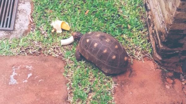 Familia busca a tortuga que escapó de la casa