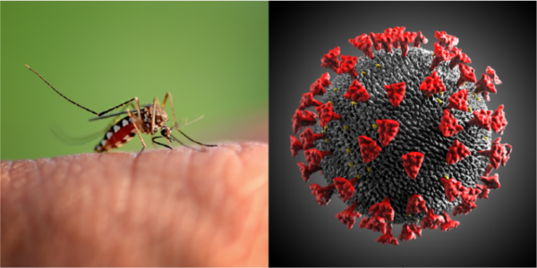 Diario HOY | Notificaciones de dengue ascienden en coincidencia con casos COVID, reportan