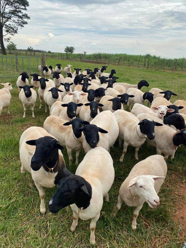 Realizan el cuarto envío de ganado ovino en pie de la raza dorper a la Argentina