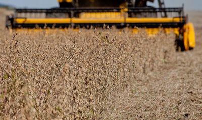 La soja en Chicago se acerca al récord de 2012: acaricia el precio de US$ 600