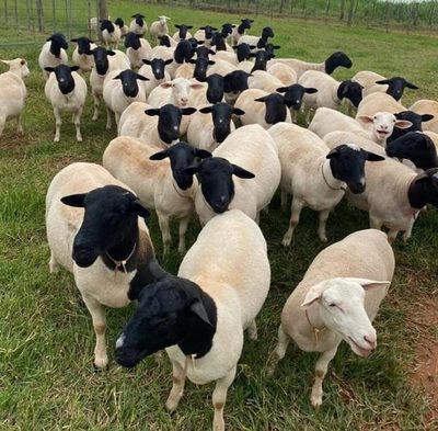 Productores paraguayos exportan 77 ovinos Dorper en pie a la Argentina