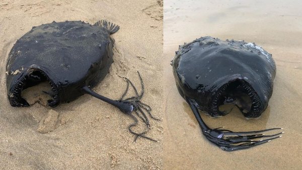 ¡AUXILIO! Encontraron al monstruoso pez de “Buscando a Nemo” en las costas de California (FOTOS)