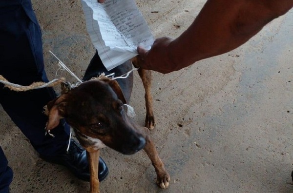 Del “narco-gato” al “perro cartero”: Cuando las mascotas son víctimas de los presos (VIDEO)