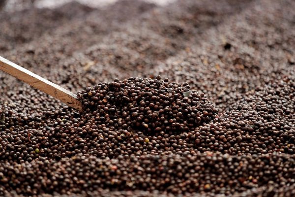 Las exportaciones de café brasileño cayeron un 8,5 % en abril - MarketData