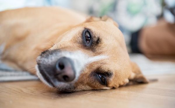 Los perros también pueden sufrir alergia - Mascotas - ABC Color