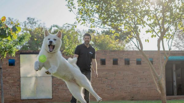 Adiestramiento canino: Educación, estímulo y respeto