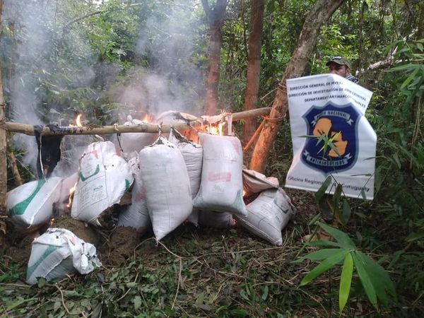 Canindeyú: Aprehenden a una persona con antecedentes y hallan 501 kg de presunta marihuana | Ñanduti