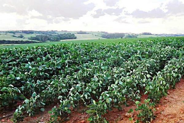Ejecutivo declara al 2021 como año de la soja y reconoce su aporte a la agricultura – Diario TNPRESS