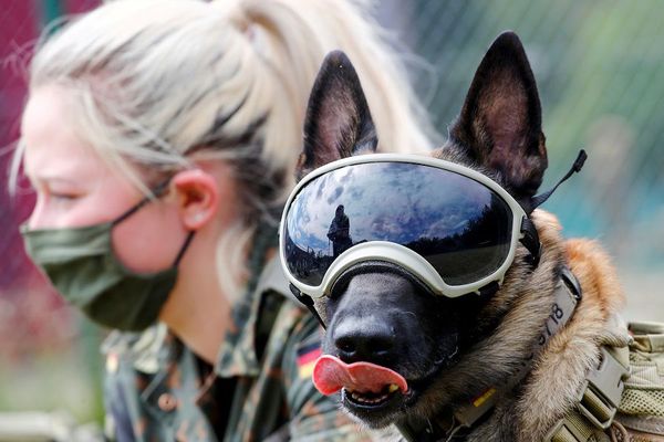 Perros pueden detectar al covid-19 con más de 90% de precisión