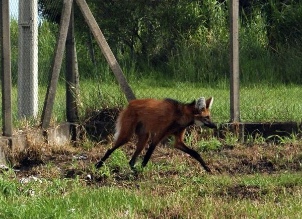 Un aguara guasu rescatado de los incendios fue liberado en los palmares del Chaco húmedo - Nacionales - ABC Color