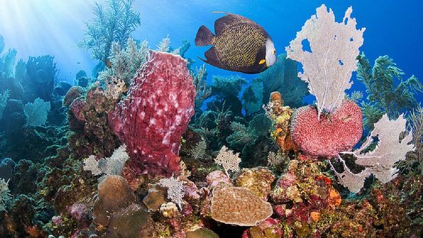 Descubren células inmunes en la genética de los corales que forman arrecifes