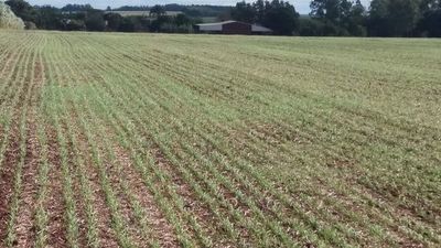 Intensifican siembra de trigo en Itapúa