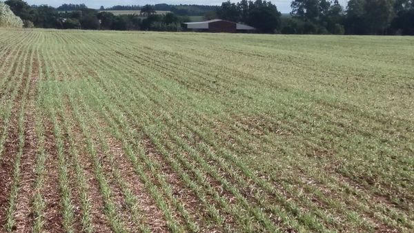 Intensifican siembra de trigo en Itapúa