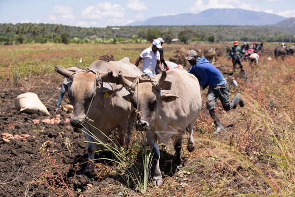 Las deportaciones y el éxodo de haitianos encarecen la comida en República Dominicana - MarketData