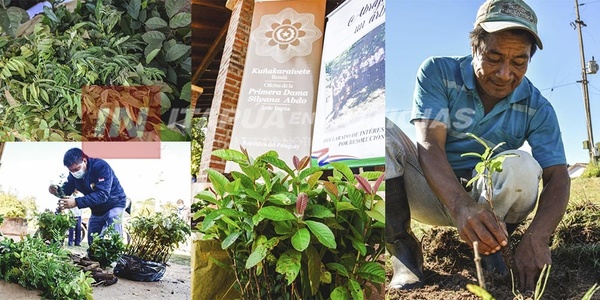 COMUNIDADES INDÍGENAS RECIBIERON PLANTINES DEL PROYECTO «ABRAZANDO UN ÁRBOL»