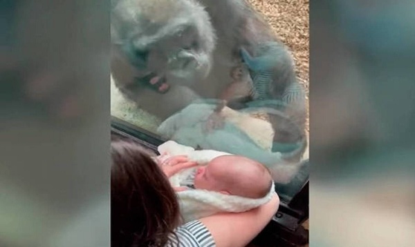¡Awww! La reacción de una mamá gorila cuando ve a un bebé recién nacido