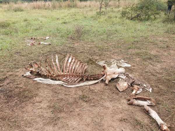 Abigeos faenan ganado de las Fuerzas Armadas en Concepción