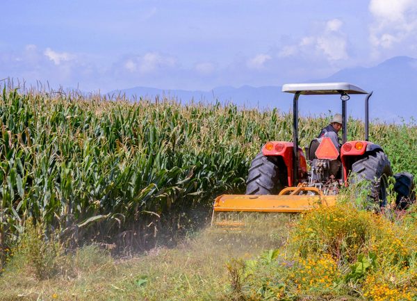 México estima un aumento del 2,6 % en la producción de maíz grano en 2021 - MarketData