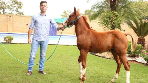 Rematarán caballo para construir albergue a familiares de internados por COVID-19