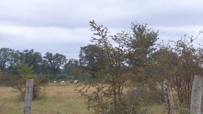 Autoridades militares desmienten que hayan sido víctimas de abigeato