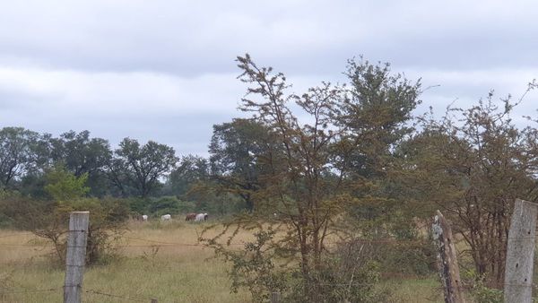 Autoridades militares desmienten que hayan sido víctimas de abigeato