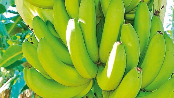 Crecieron producción y envío de banana