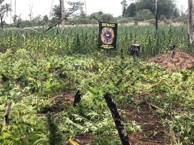 Localizan campamento narco y destruyen 12 toneladas de marihuana en Canindeyú