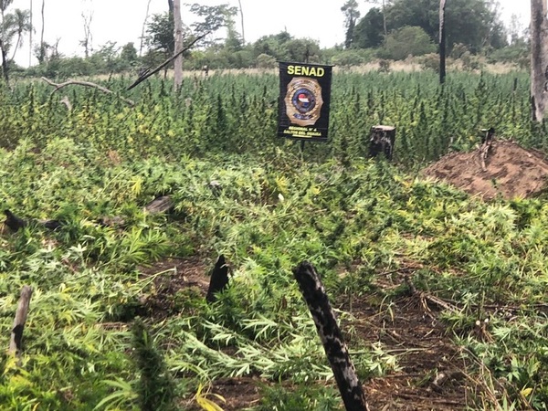 Localizan campamento narco y destruyen 12 toneladas de marihuana en Canindeyú