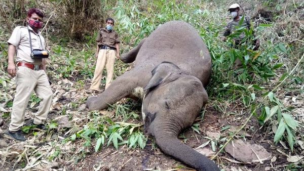 ¡Increíble! 18 elefantes fueron aniquilados por un rayo en la India