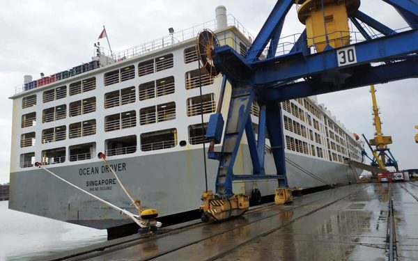 Uruguay registró una nueva exportación de 11 mil vacunos en pie para China