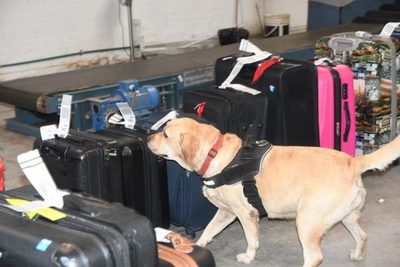 Ya son 7 los detenidos por contaminación de maletas con droga en Aeropuerto Silvio Pettirossi - El Trueno