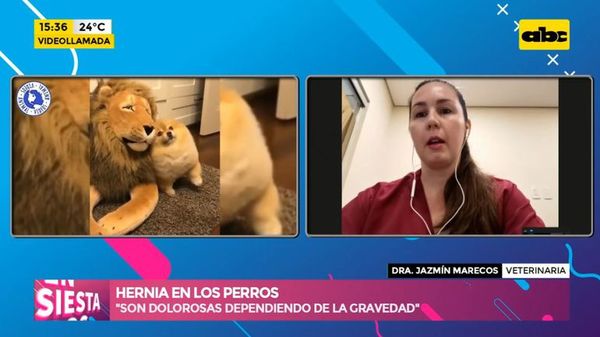 Hernia en los perros - Ensiestados - ABC Color