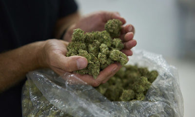 Entre clase alta brasileña: variedad colombiana de marihuana desplaza a la paraguaya