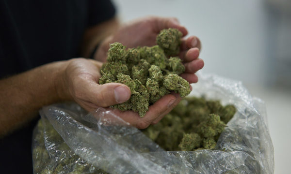 Entre clase alta brasileña: variedad colombiana de marihuana desplaza a la paraguaya