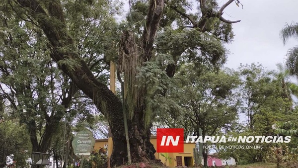 LA HISTORIA DEL CURUPAY DE MÁS DE 210 AÑOS, UBICADO EN LA PLAZA DE ARMAS DE ENCARNACIÓN.